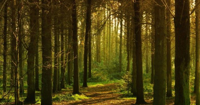 Día Internacional de los Bosques 2026 y economía forestal
