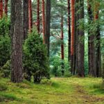 Journée mondiale de l'arbre 2026 et l'importance des forêts