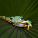 Journée mondiale de la grenouille 2026 : pollution, maladies et commerce menacent les amphibiens