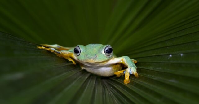 Día Mundial de la Rana 2026