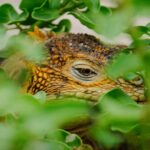 Journée mondiale de la vie sauvage 2026 : plus d’un million d’espèces sont en péril