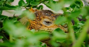 Día Mundial de la Vida Silvestre 2026 biodiversidad