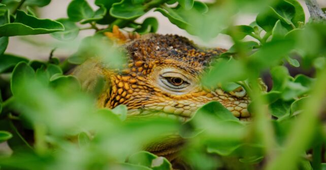 Día Mundial de la Vida Silvestre 2026 biodiversidad