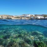 Journée mondiale des herbiers marins 2026 : l'écosystème clé contre le changement climatique