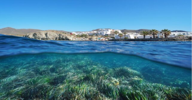 Día Mundial de los Pastos Marinos 2026 Posidonia