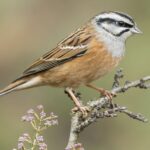Journée mondiale du moineau 2026 : pourquoi les moineaux disparaissent