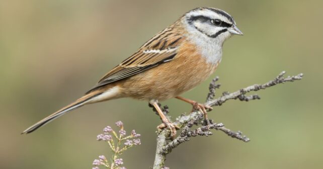 Día Mundial del Gorrión 2026