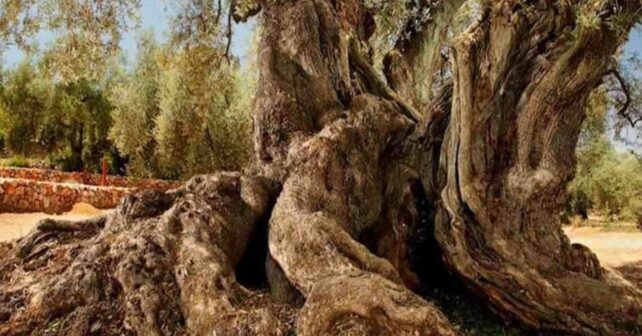 Tronco del olivo milenario La Farga del Arión, considerado el árbol más antiguo de España en Ulldecona, Tarragona