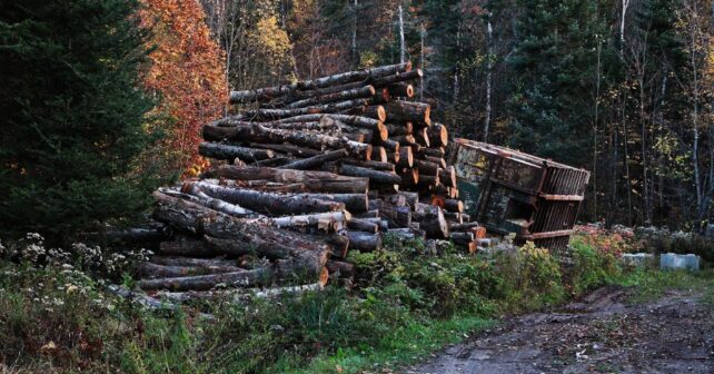 Europa alerta por deforestación récord de 400 millones de hectáreas en selvas tropicales