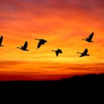 La COP16 pour les oiseaux migrateurs se tiendra à Bonn en 2029 à l'occasion du 50e anniversaire du traité