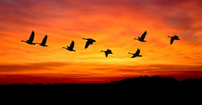 COP16 para aves migratorias se celebrará en Bonn en 2029