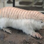 La « Fée Rose » réapparaît à Mendoza : l'animal le plus rare au monde est capturé dans une réserve