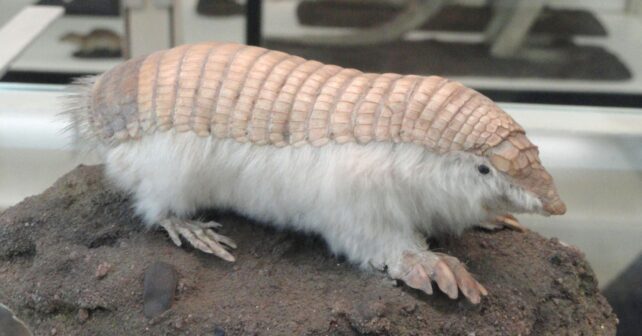 Pichiciego menor o hada rosa (Chlamyphorus truncatus), el armadillo más pequeño del mundo, registrado en Mendoza