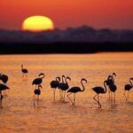 La Junte d'Andalousie fait appel de la démarcation des marais de Doñana et ouvre un conflit