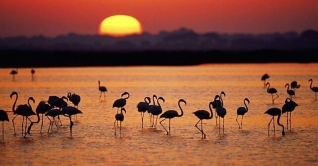 Junta de Andalucía recurre deslinde de marismas de Doñana