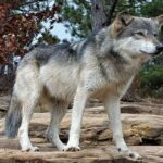 La chasse au loup en Espagne est limitée par Supremo alors que des dizaines de spécimens tombent