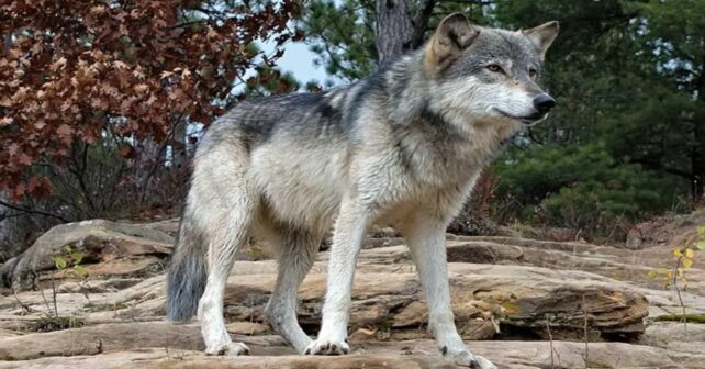 Caza del lobo en España queda limitada por Supremo tras conflicto ambiental