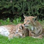 La condamnation pour avoir tué un lynx ibérique à Tolède ouvre le débat sur l'insuffisance des peines et remet en question la véritable protection de l'espèce
