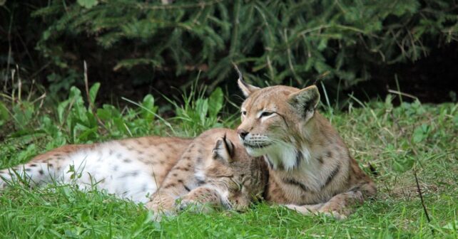 Condena por matar a lince ibérico en Toledo abre debate por penas insuficientes tras disparo a hembra Nenúfar