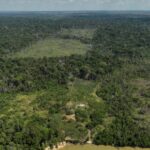 La déforestation menace plus de 50 % des forêts concentrées dans cinq pays et accélère la crise climatique