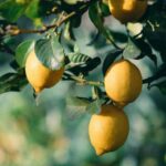La méthode peu connue pour avoir un citronnier puissant sur un balcon ou une terrasse et le charger plus rapidement en citrons