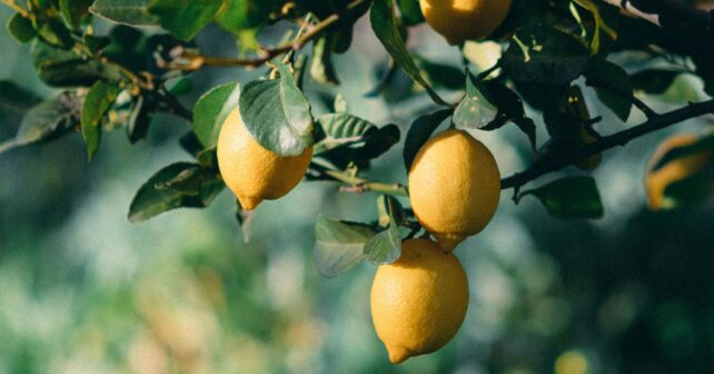 Limones maduros creciendo en un limonero en maceta ideal para cultivar en balcón o terraza