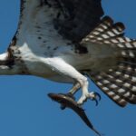 La mort de poussins de Balbuzard pêcheur inspirera-t-elle des mesures de conservation à Menhaden ?