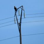 La mortalité des oiseaux due aux lignes électriques et aux éoliennes nécessite de nouvelles réglementations