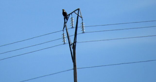 mortalidad de aves por tendidos eléctricos y aerogeneradores