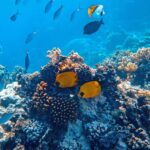 La nature le montre clairement : 33 000 populations de poissons ont été analysées entre 1993 et ​​2021, et pour chaque 0,1 °C par décennie, la vie marine diminue de 7,2 %. Les fonds marins pourraient perdre jusqu’à 19,8 % par an, et personne ne l’avait vu venir.