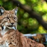 La reconquête du lynx ibérique en Espagne est réelle et ce sont les meilleurs endroits pour l'observer de manière responsable