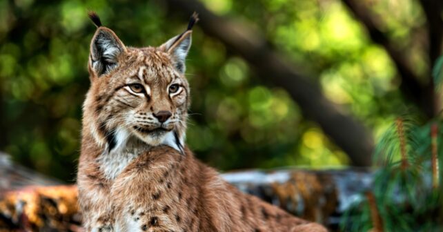 Lince ibérico en su hábitat natural en España, especie emblemática que se recupera tras décadas al borde de la extinción.