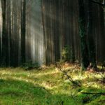 La reforestation en Europe impacte sur la biodiversité et la gestion forestière pour concevoir les forêts du futur