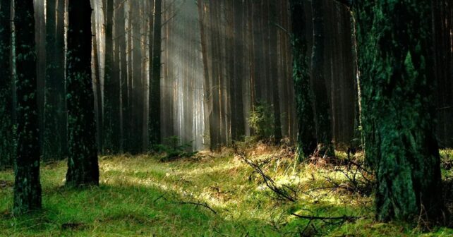 reforestación en Europa impacto en biodiversidad y gestión forestal