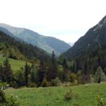 La santé des sapins des Pyrénées se dégrade avec un tiers des arbres morts