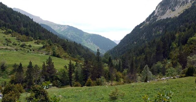 La salud de los abetales en los Pirineos se deteriora con árboles secos