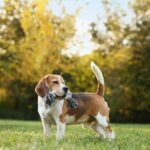 Le Gouvernement le confirme : amende de 10 000 € aux propriétaires de chiens en Espagne pour les avoir laissés en liberté dans ces zones