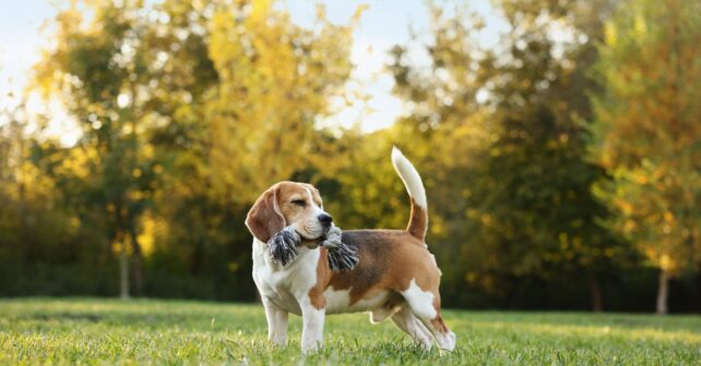 Perro suelto jugando en un parque en España sin correa según la ley de bienestar animal.