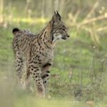 Le Mois du Lynx Ibérique à Andújar propose des itinéraires et des expériences dans la nature