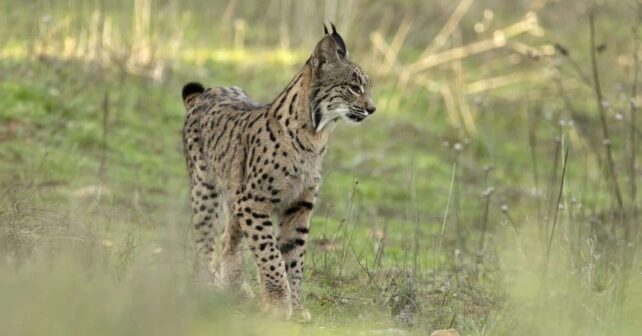 Mes del Lince Ibérico en Andújar