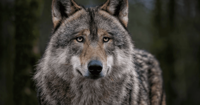 WWF advierte justicia dará razón al lobo con un alto coste para la especie en fauna ibérica