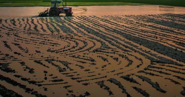 Zona húmeda del parque nacional de Doñana afectada por la extracción de agua