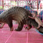 Le commerce d'espèces sauvages en Guinée équatoriale augmente le risque pour les espèces menacées selon le CSIC et met en garde contre les pangolins