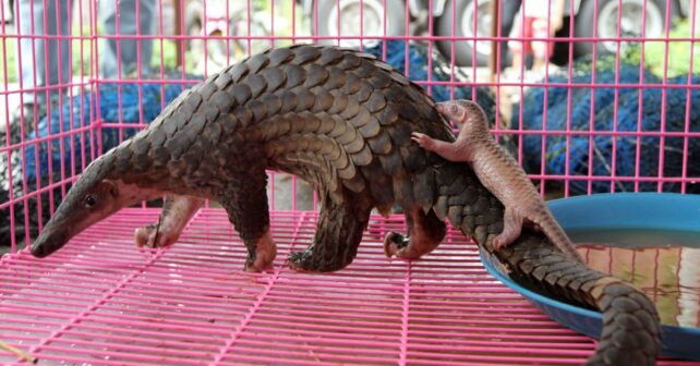 El comercio de fauna en Guinea Ecuatorial dispara el riesgo para especies amenazadas según el CSIC en mercados de fauna silvestre