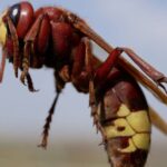 Le frelon oriental sort de son hibernation à Cordoue et menace les abeilles et l'apiculture