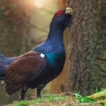 Le grand tétras perd sa fertilité dans les programmes d'élevage et complique sa survie