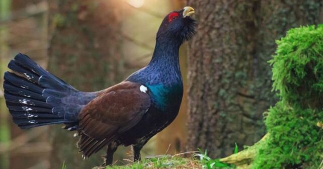 El urogallo pierde fertilidad en programas de reproducción en cautividad