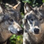 Le loup ibérique de Castille-La Manche exige un plan de rétablissement urgent en raison d'un risque réel de disparition