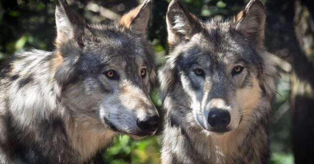 Lobo ibérico en Castilla-La Mancha exige plan urgente de recuperación