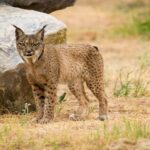 Le lynx ibérique Brisa fête ses 21 ans à Murcie et est l'un des plus âgés